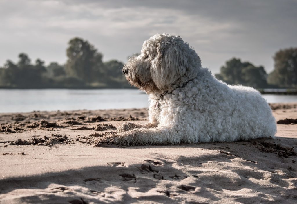 spiagge per cani puglia